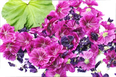 Mauve flowers fresh cut and dried with leaf.