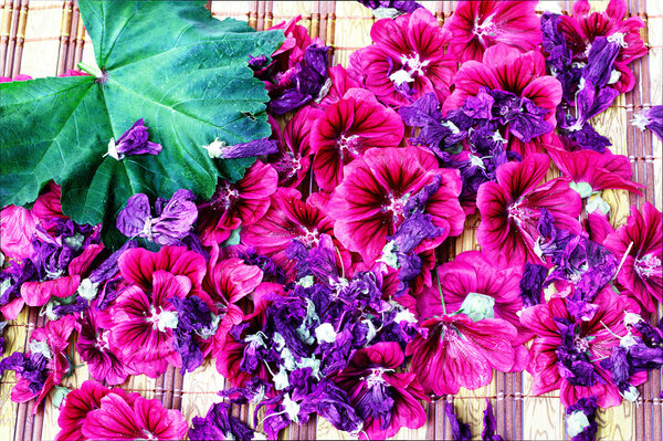 Mallow flowers with fresh and dried leaf