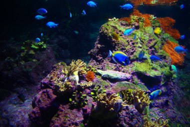 Deniz dibinin tropikal banyo tropikal akvaryum Cenova (Ge) İtalya.