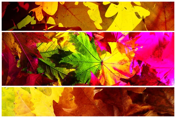 Feuilles de fond, couleurs d'automne . — Photo