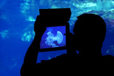 Bir denizanası akvaryumu fotoğraf çekimi.