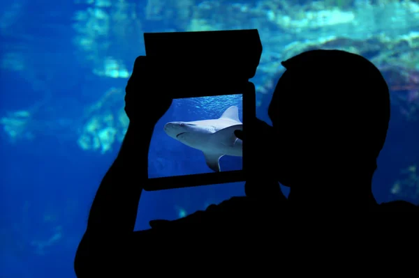 Photographier un aquarium de requins . — Photo