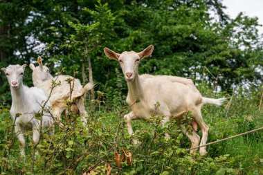 Yaz otlağında bir keçi sürüsü