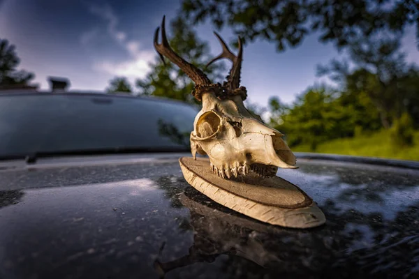 Deer skull trophy on a car making it post apocalyptic