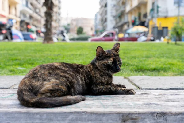 Selanik 'in şehir merkezinde başıboş bir kedi güneşleniyor.