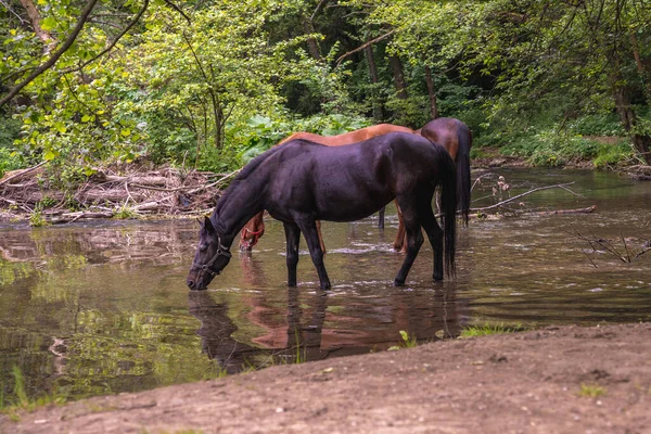 Troupeau Chevaux Magnifiques Boit Eau Rivière Gradac Valjevo Serbie — Photo