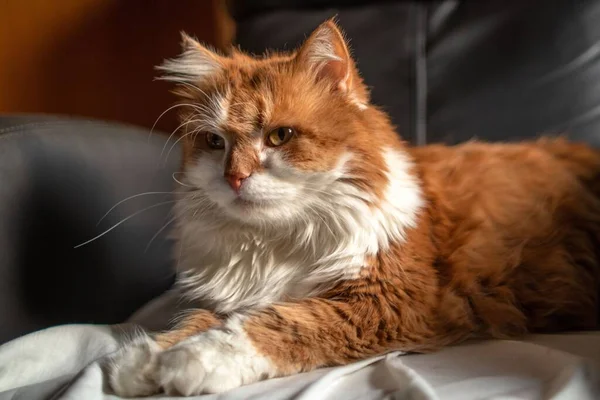 美しいオレンジ色の毛皮の男猫は革の椅子に休んで — ストック写真