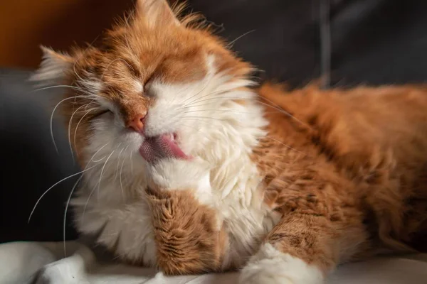 Красива Оранжева Пухнаста Кішка Спить Шкіряному Стільці Лиже Лапу — стокове фото