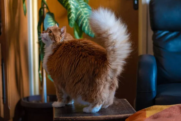 アパートの木製の椅子に座って彼の大きなふわふわの尾を披露美しいオレンジの毛皮の猫 — ストック写真