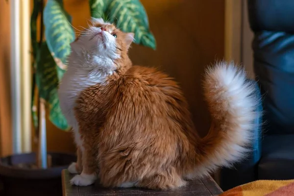 Hermoso Gato Peludo Naranja Sentado Una Silla Madera Dentro Del — Foto de Stock