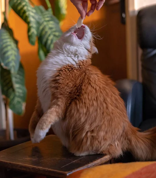 Belo Gato Peludo Laranja Sendo Alimentado Com Sua Refeição Favorita — Fotografia de Stock