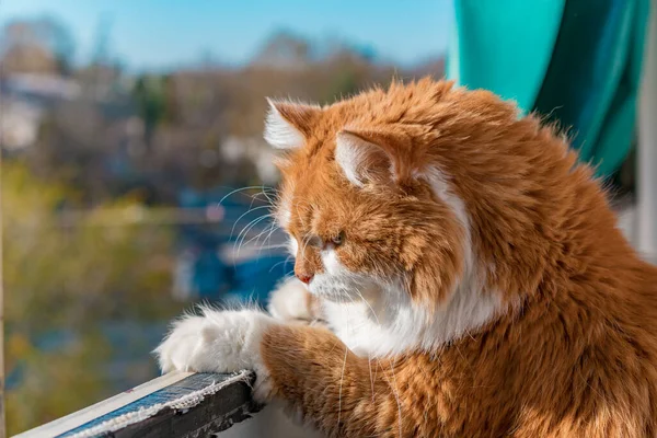 バルコニーで通りすがりの車を眺めながら太陽の光を楽しむ好奇心旺盛なオレンジ色の猫 — ストック写真