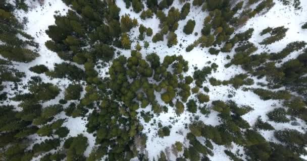 Diretamente Acima Das Belas Florestas Pinheiros Cordilheira Durmitor — Vídeo de Stock