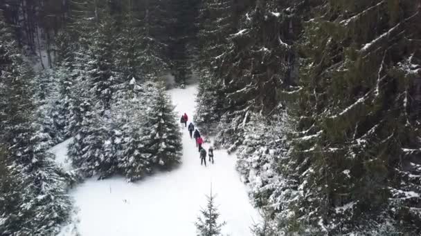 Drone Vista Grupo Excursionistas Bosque Pinos Durmitor Durante Invierno — Vídeo de stock