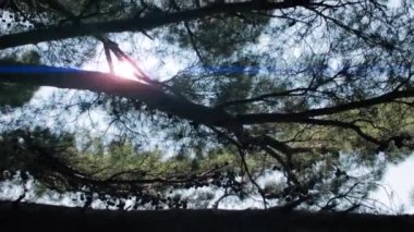 Ağaçların ve dalların arasında garip bir ışık parlıyor.