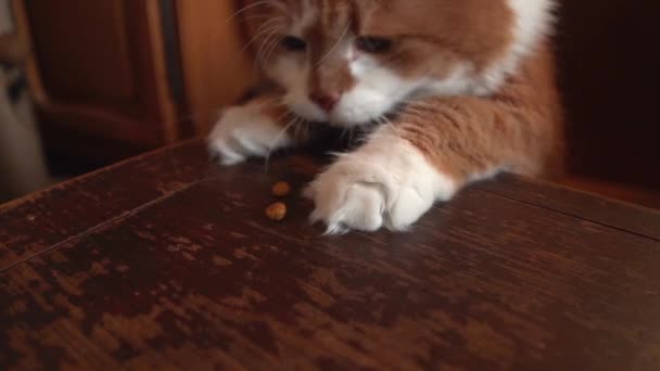 Prachtige Oranje Kat Achtervolgt Kleine Crackers Een Houten Stoel — Stockvideo