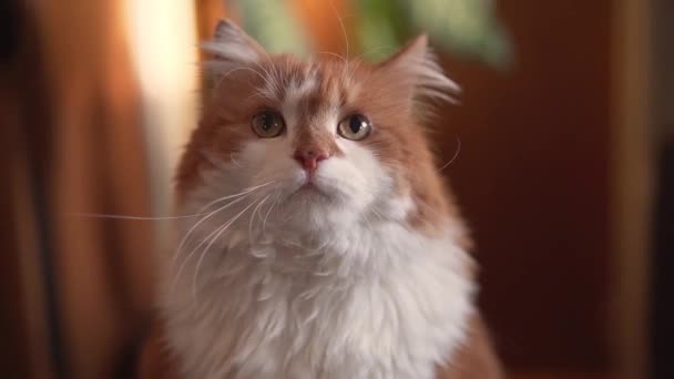 Vacker Orange Katt Poserar För Videosession — Stockvideo