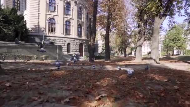 Slow Motion Pigeons Flying Close House National Assembly Serbia — Stock Video