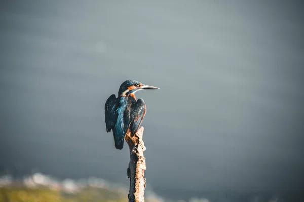 Обыкновенный Зимородок Отдыхает Ветке Краю Озера — стоковое фото