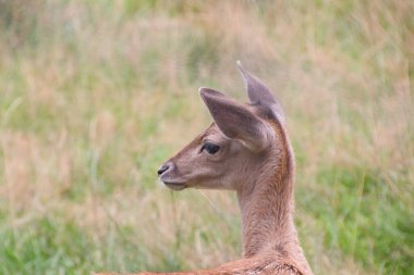 Benekli beyaz kuyruklu geyik yavrusu
