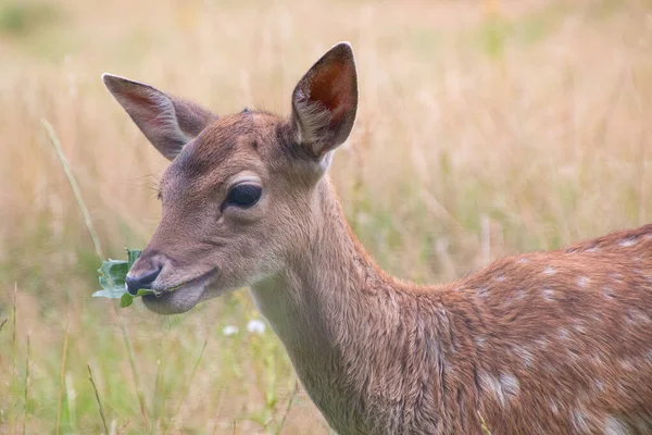 Cervatillo Cola Blanca Con Manchas Comiendo Una Hoja — Foto de Stock