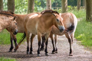 Bir Przewalski 'nin at sürüsü Hollanda' da yürüyüş yolunda duruyor.