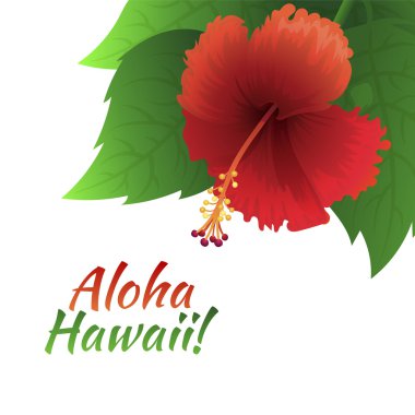 Beyaz arka plan üzerinde izole kırmızı hibiscus çiçek ve palmiye yaprakları