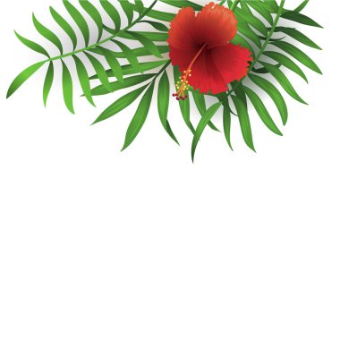 Beyaz arka plan üzerinde izole kırmızı hibiscus çiçek ve palmiye yaprakları