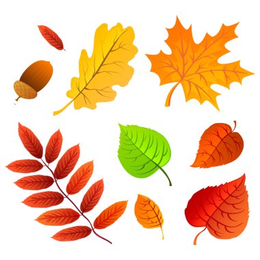 Set doğa simge vektör toplama beyaz arka plan üzerinde izole sonbahar yaprakları.