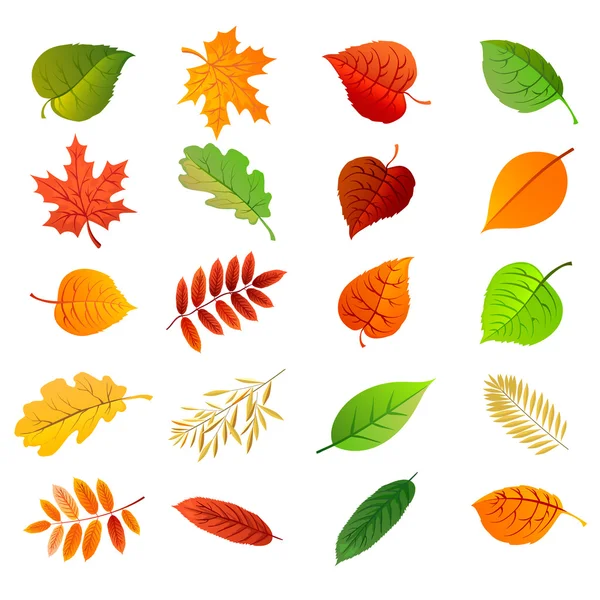 Herbst Blätter setzen Natur Symbol Vektor Sammlung isoliert auf weißem Hintergrund. — Stockvektor