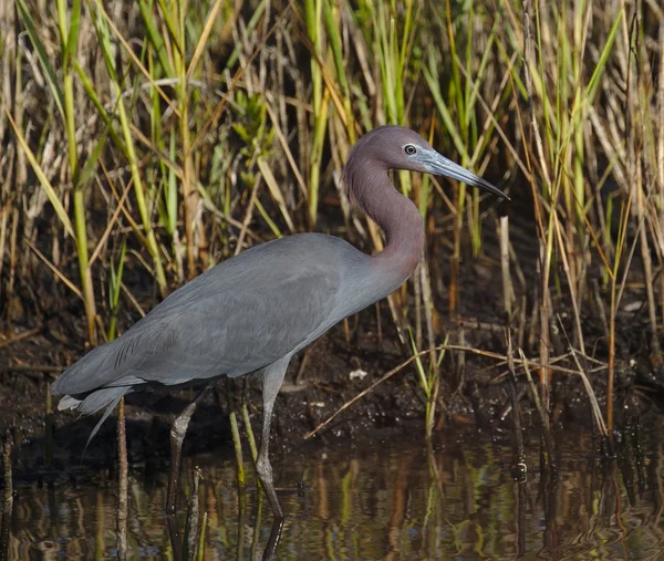 Garza azul (Egretta caerulea ) — Foto de Stock