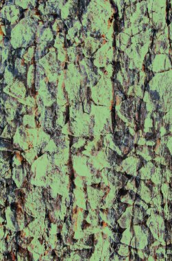 Background Texture of Colored Stone wall