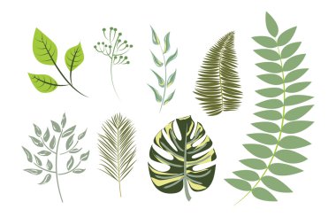 Collection of Exotic Green Leaves clipart