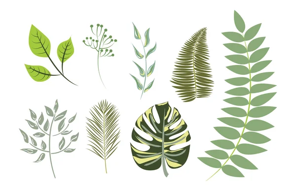 Collection of Exotic Green Leaves — Stock Vector