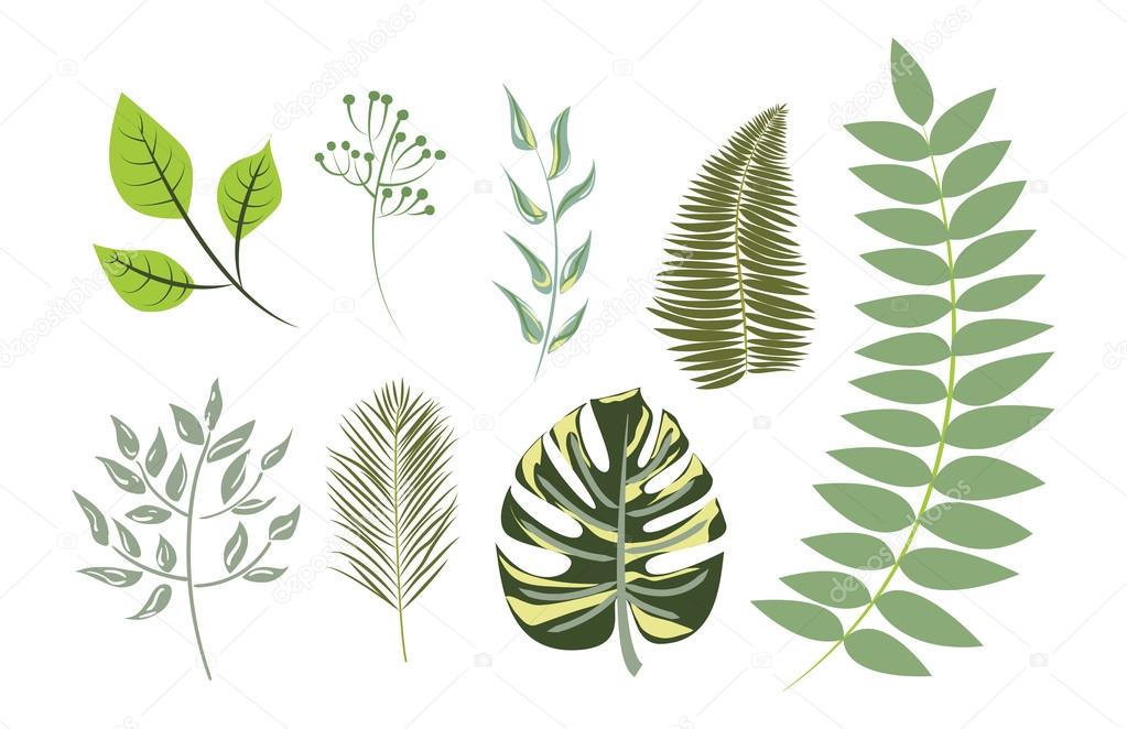 Collection of Exotic Green Leaves