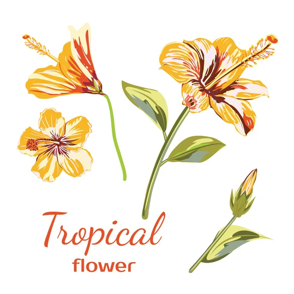 Набор тропических цветов гибискуса — стоковый вектор