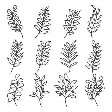 Yaprak, bitki, orman, tropik yapraklar, tropikal bitki yaprakları koleksiyonu.