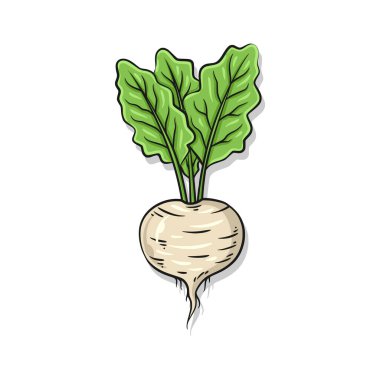 Tek bir beyaz şalgam, yemyeşil yapraklı, botanik kataloglar ya da bahçe kimlikleri için harika..