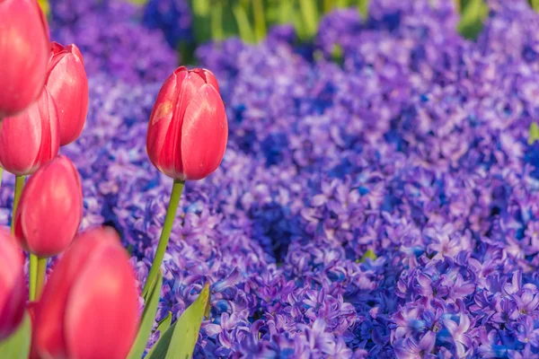 Vörös tulipán, Jácint, a bokeh — Stock Fotó
