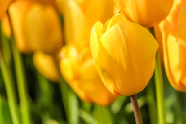 Sárga tulipán a bokeh — Stock Fotó