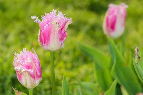 Fehér és rózsaszín csipkés tulipán — Stock Fotó