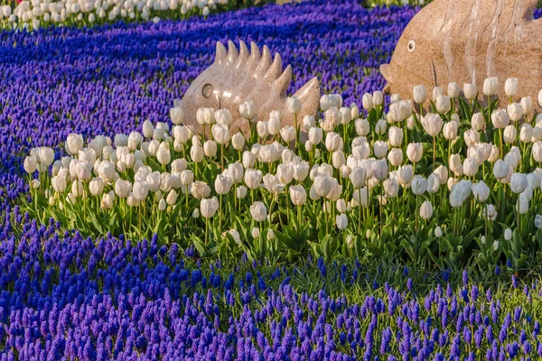 Fehér tulipánok a kert Jácint — Stock Fotó