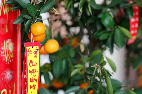 Çin Yeni Yılı Boyunca Kalamondin Portakal Ağaçları Vietnam — Stok fotoğraf
