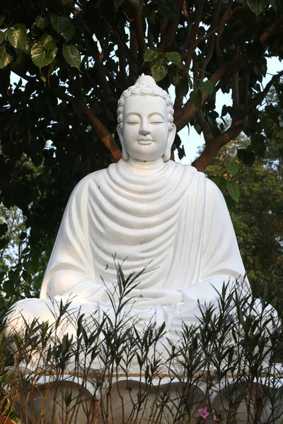 Templo Budista Dai Tong Lam Vieja Higuera Con Estatua Buda — Foto de Stock