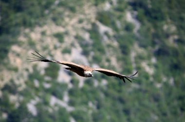 Avrasya Griffon akbabası uçuyor (Gyps fulvus). Drome. Fransa. 