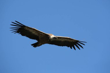 Avrasya Griffon akbabası uçuyor (Gyps fulvus). Drome. Fransa. 