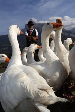 Eski Domancy el işi festivali. Beyaz kaz rroup çiftçi. Fransa. 