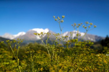 Mont Blanc kalabalığı. Fransız Alpleri. Saint-Gervais Mont-Blanc. 