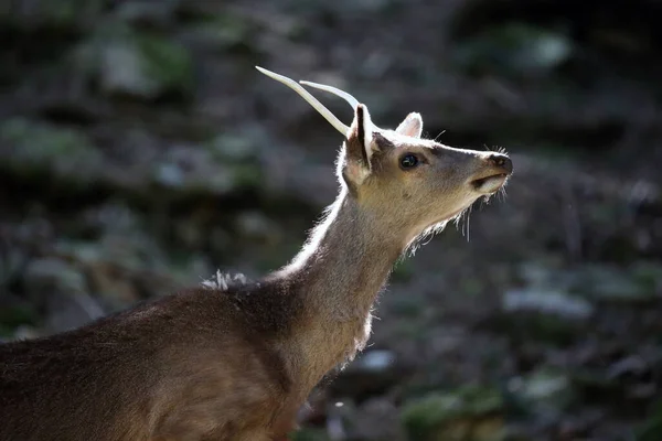 Parque Vida Salvaje Merlet Ciervo Rojo Cervus Elaphus —  Fotos de Stock