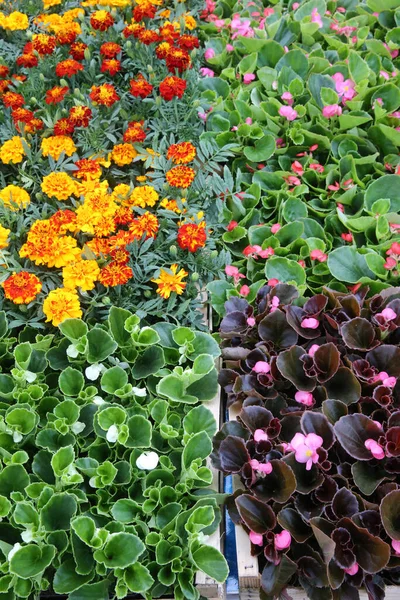 Spring Flowers Sale Sunday Morning Market — Stock Photo, Image